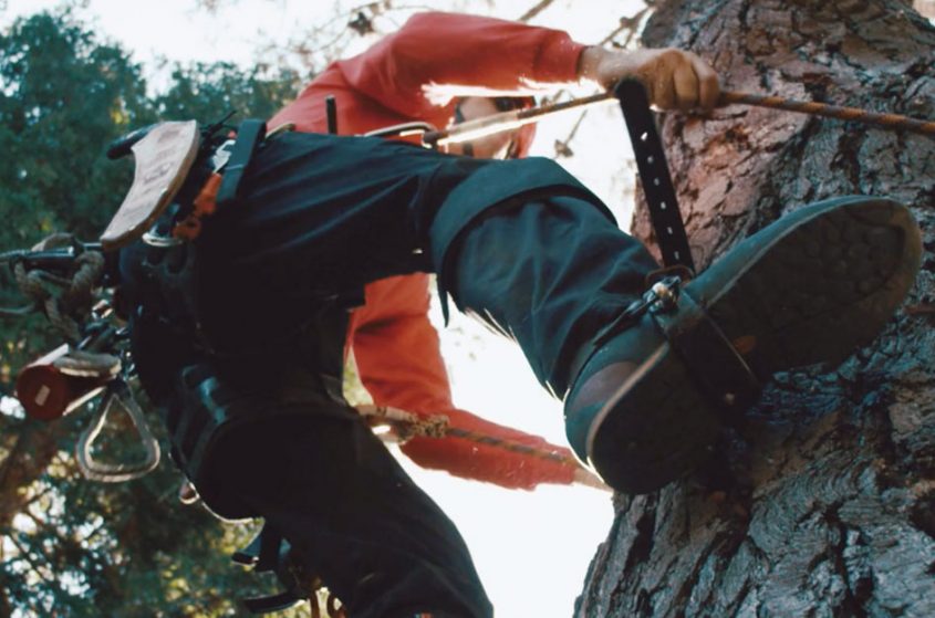 Chad Brey A Plus Climbing Pine Tree